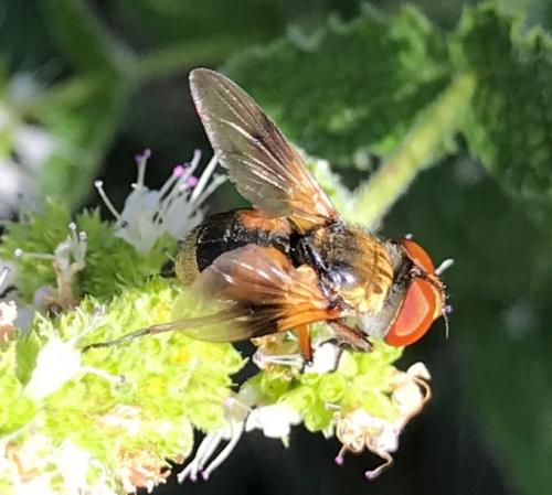 Réf. 287 080 : Ectophasia sp.